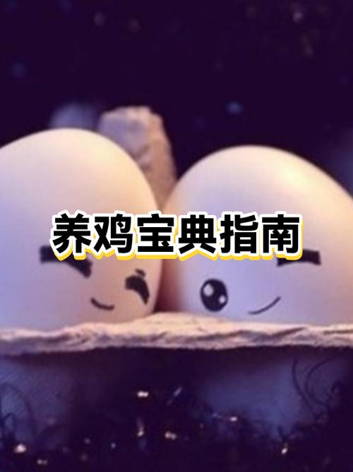 养鸡需要注意哪些事项