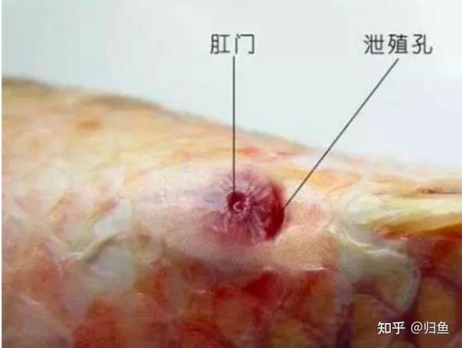 泄殖孔