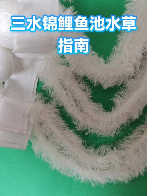 锦鲤最忌三种水草缩略图