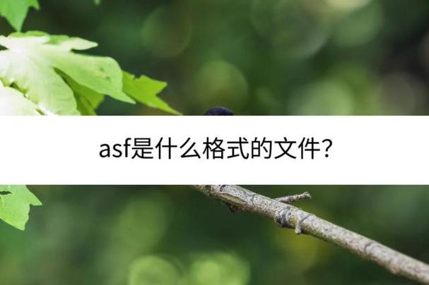 asf是视频文件格式吗游戏截图