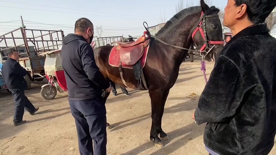 野马可以驯服吗