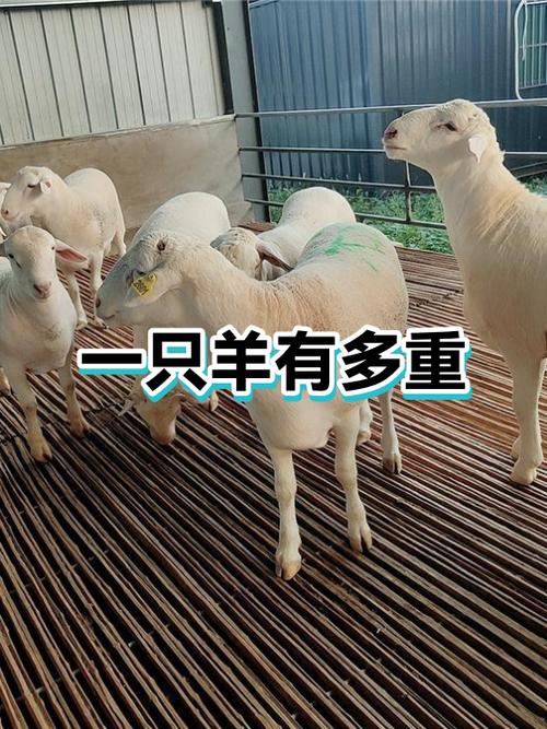 买一只60斤活羊多少钱游戏截图
