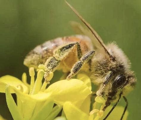 蜜蜂赚钱缩略图