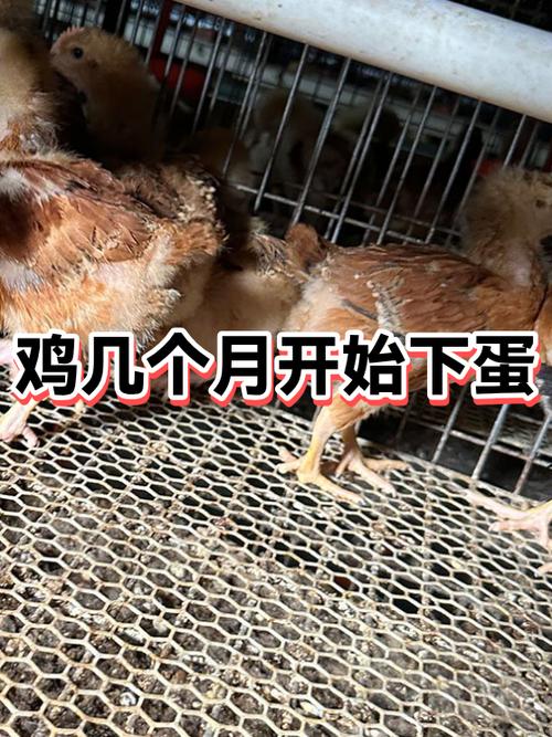 家养土鸡几个月开始下蛋缩略图