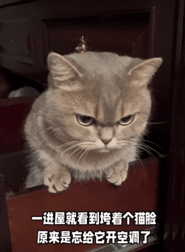 猫脸表情包暗示什么图标