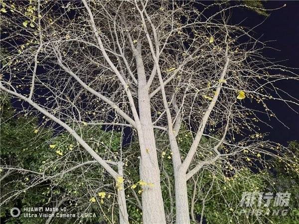 mate40标准版拍照特效
