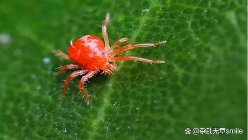 蜘蛛的防范措施游戏截图