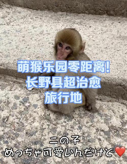 猴子图片 可爱图标