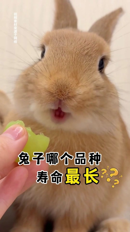 兔子寿命最长达到几年缩略图