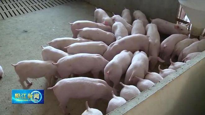 广东阳江养猪企业