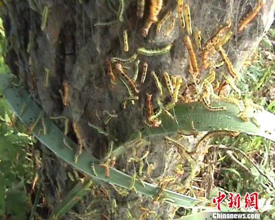 一口气看完虫灾100天图标