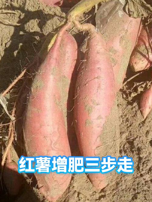 烤地瓜增肥还是减肥图标