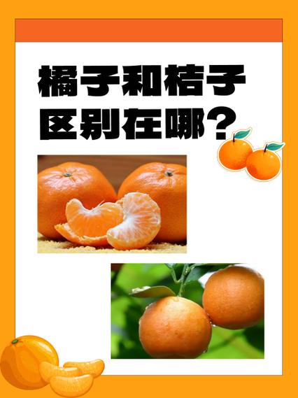 桔子和橘子图标