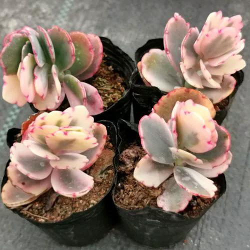 关于蝴蝶的视频