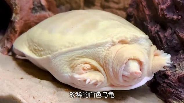白色乌龟图标