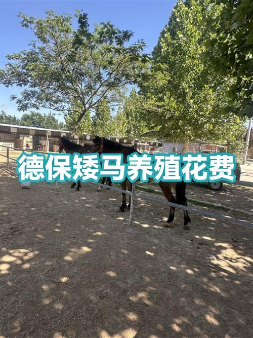德保矮马多少钱一匹游戏截图