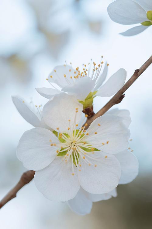 白色桃花
