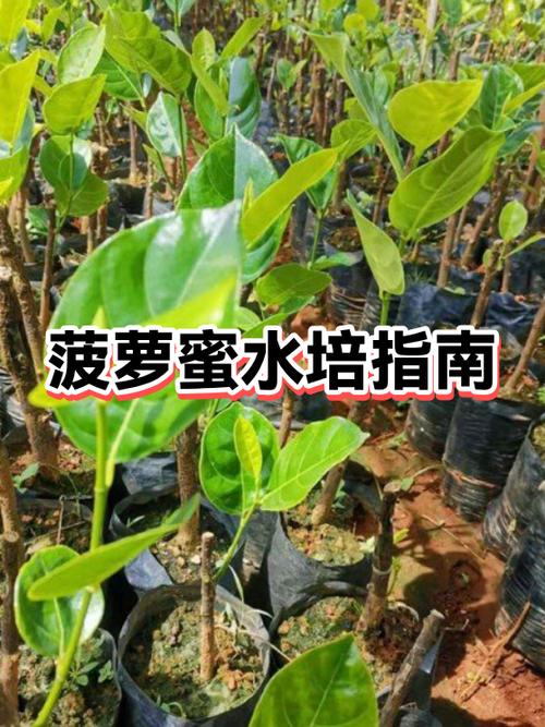 菠萝蜜切开不熟还可以放多久
