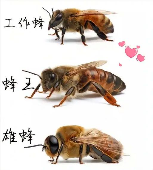 蜜蜂蜂王缩略图