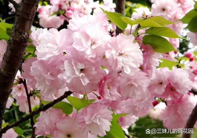 樱花品种图片大全缩略图