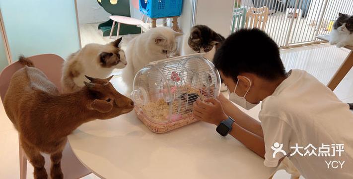 猫咪游戏有哪些好玩的图标
