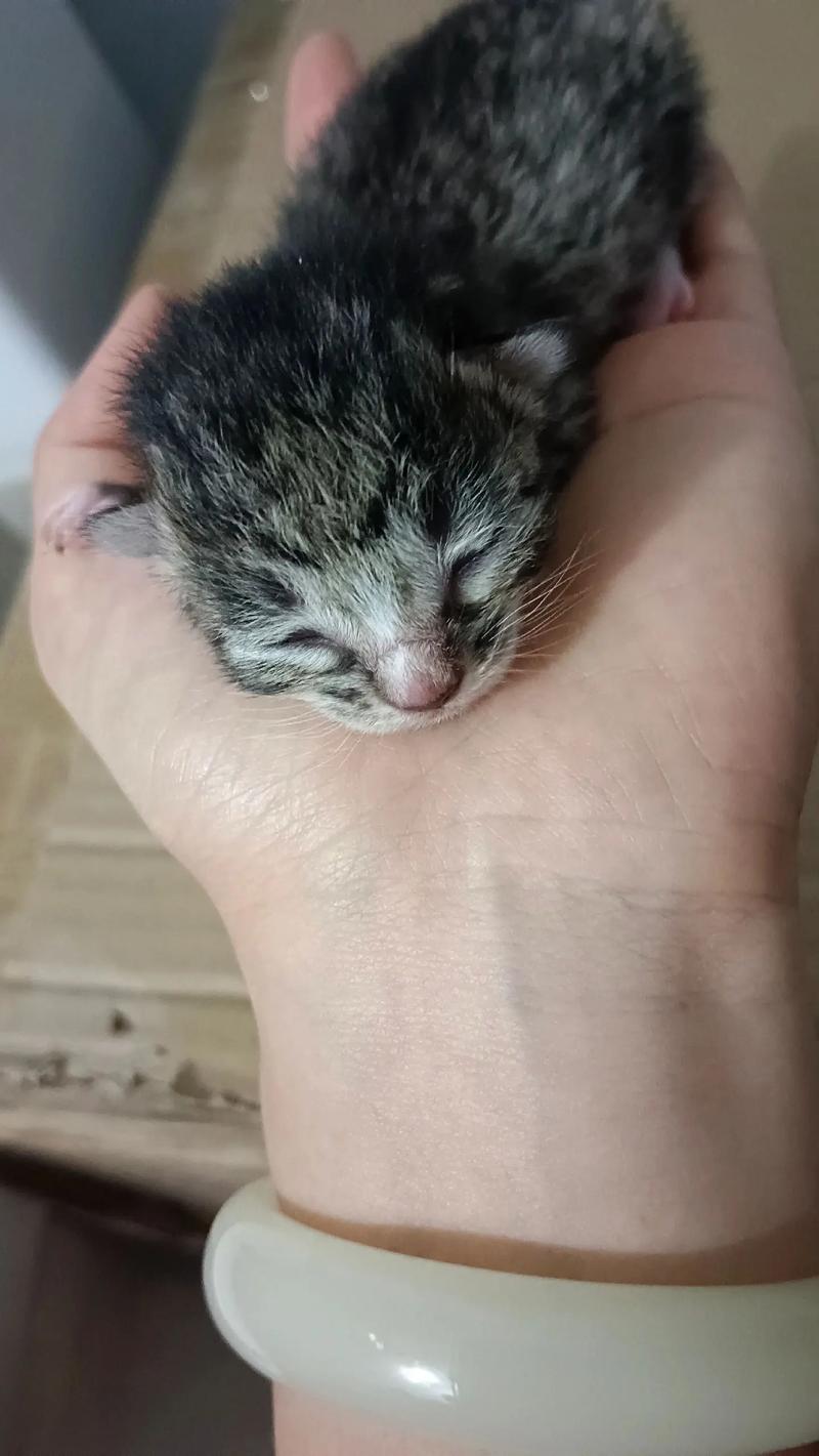 享猫宝图标