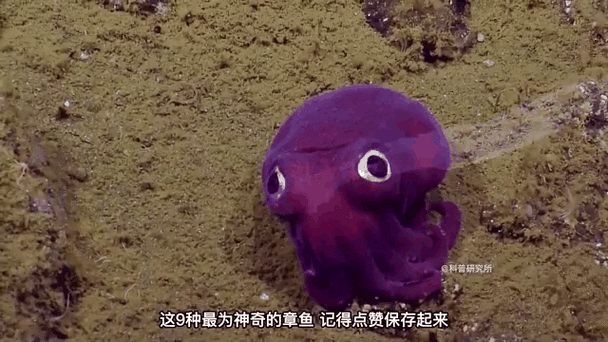 章鱼快讯怎么样