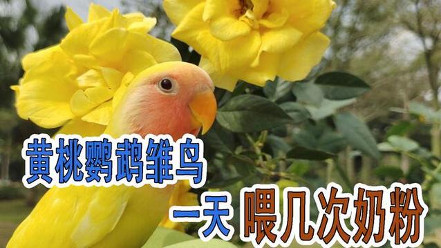 鹦鹉怎么喂食,一天几次缩略图