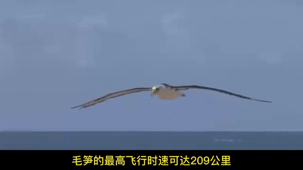 鸟类飞行速度排名前十
