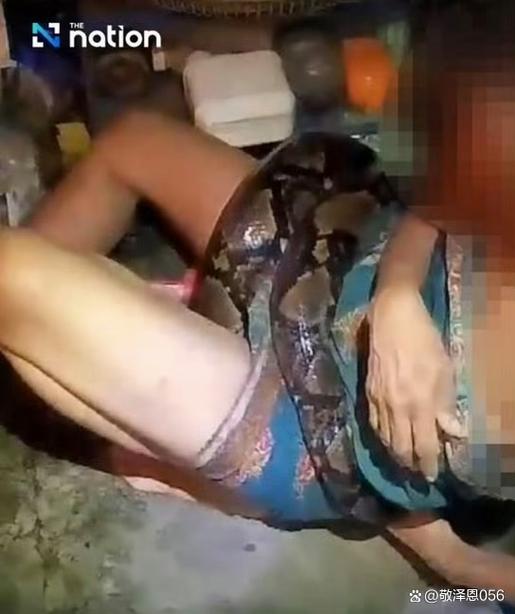 泰国蟒蛇吃人的视频缩略图