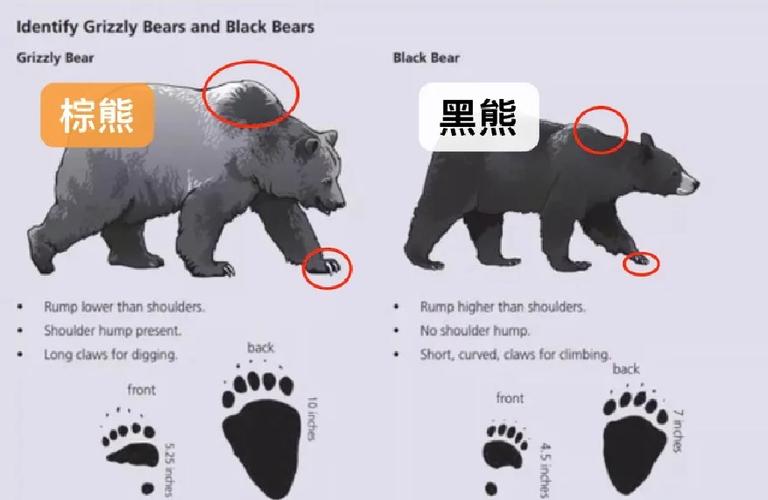 遇到熊最正确求生方式缩略图