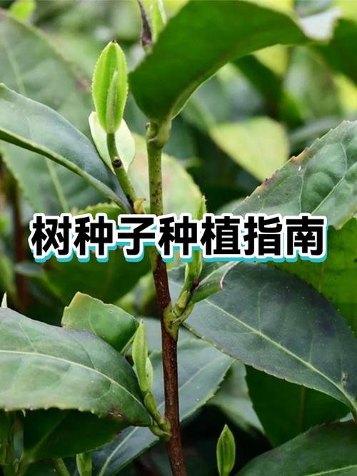 红树的种子多久发芽