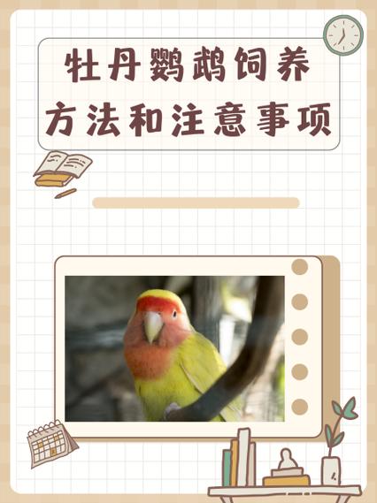 牡丹鹦鹉一生能繁殖几次缩略图