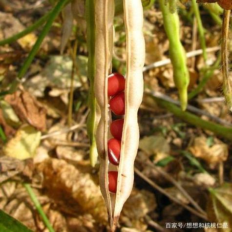 像红豆一样的植物图标