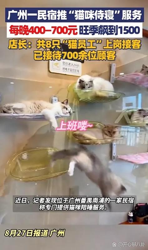 赚钱猫是真的吗缩略图