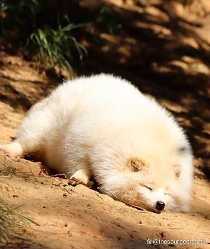 胖狐狸图片缩略图