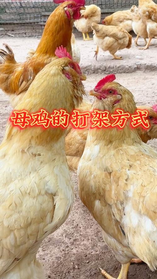 两窝母鸡打架的原因
