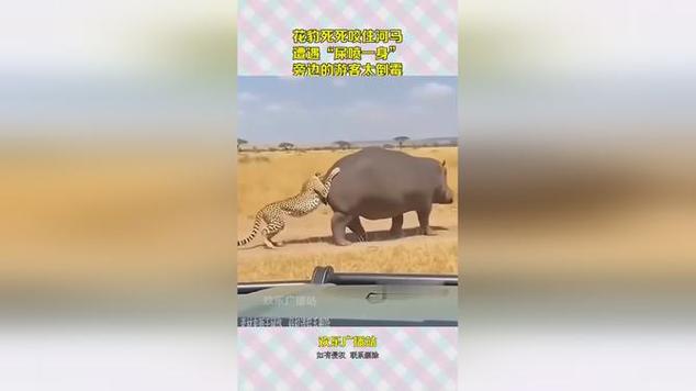 豹被河马喷屎会死吗缩略图