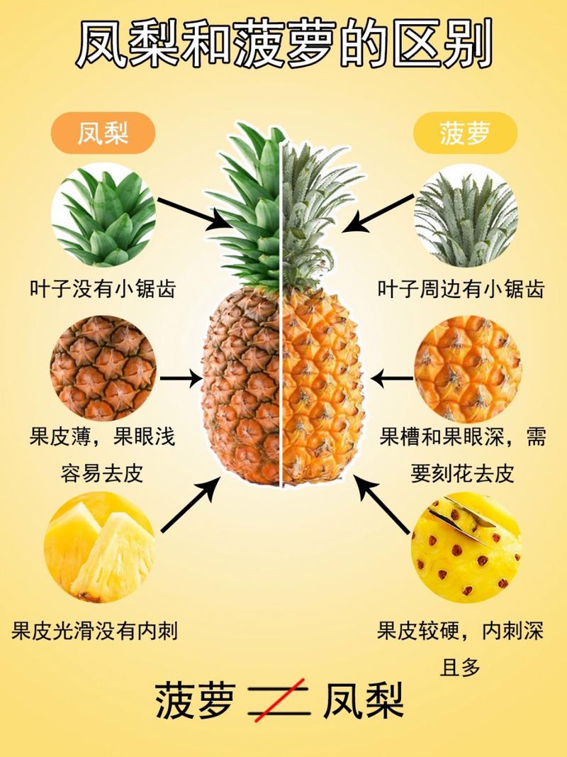凤梨是菠萝吗百度百科