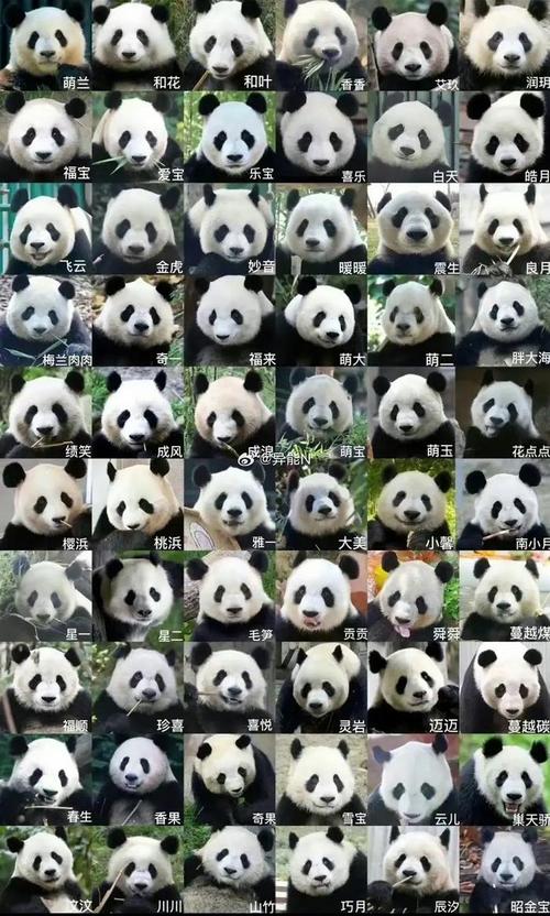 熊猫家族关系图缩略图