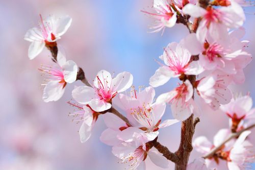 桃花视频免费版高清游戏截图