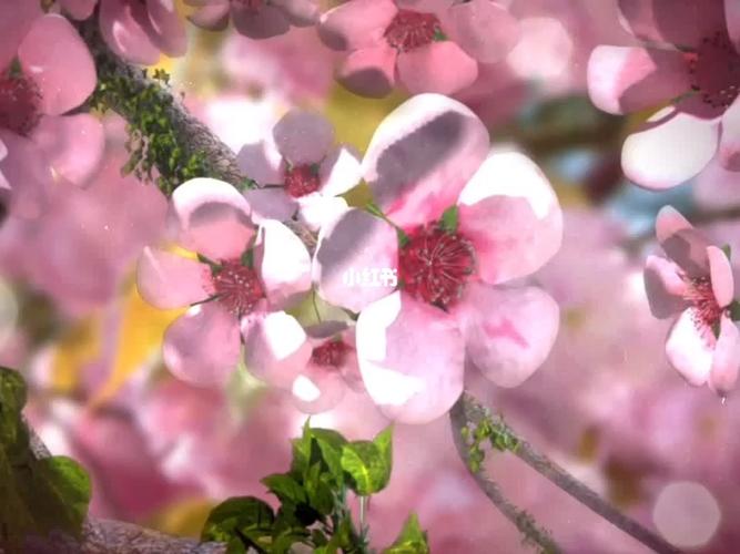 桃花视频观看免费游戏截图