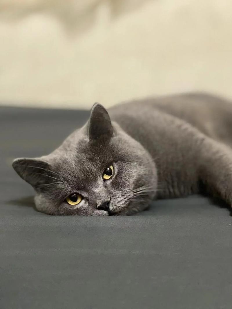 蓝猫120帧是杂牌子吗