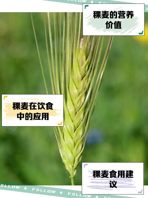 稞麦安卓版缩略图