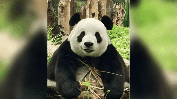 熊猫动态壁纸免费安装缩略图