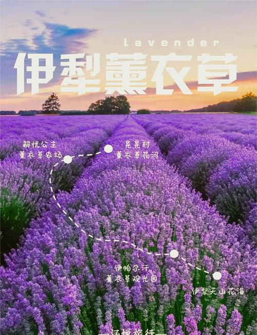 薰衣草研究所实验室手机版