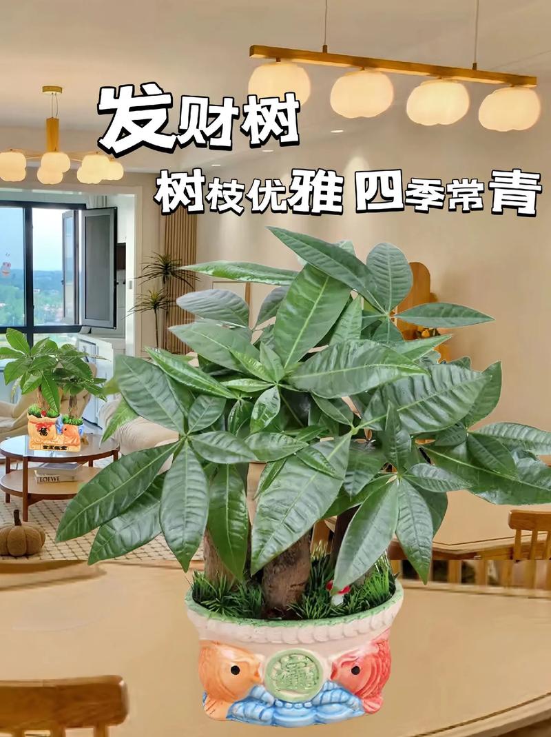发财树短视频v1.0