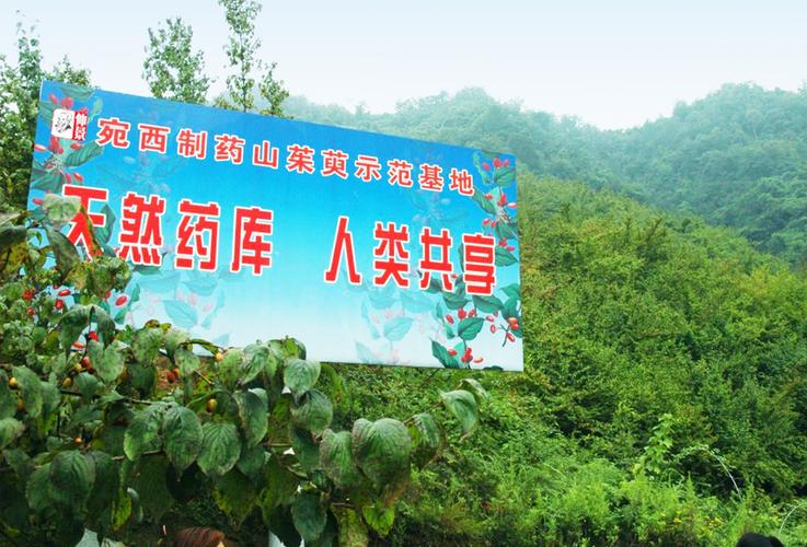 山间药园游戏截图