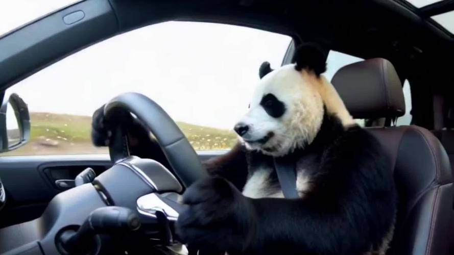 熊猫开车