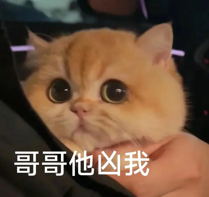 他凶我的时候我愣住了表情包游戏截图